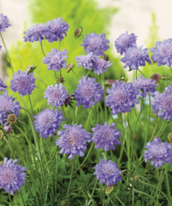 Scabiosa columbaria 'Butterfly blue' - Bakkeknapp 11 cm