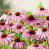 Echinacea purpurea - Solhat 'Magnus' 11 cm