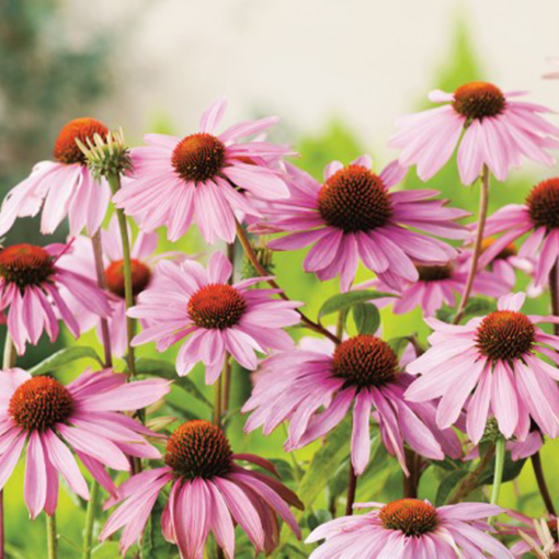Echinacea purpurea - Solhat 'Magnus' 11 cm