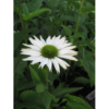 Echinacea purpurea - Solhat hvit 11 cm