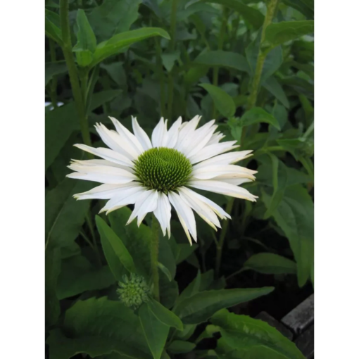 Echinacea purpurea - Solhat hvit 11 cm