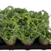 Senecio Herranus mini