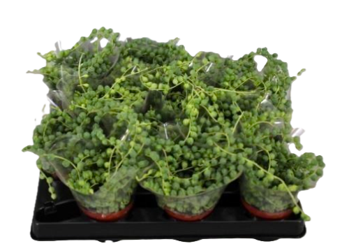 Senecio Herranus mini