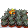 Haworthia Alba mini