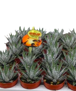 Haworthia Alba mini