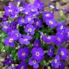 Aubrieta 'Kitte' - Puteblomst 13 cm