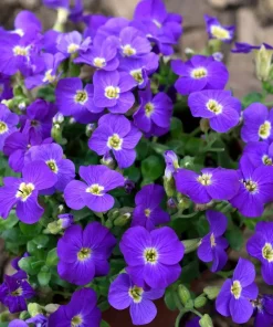 Aubrieta 'Kitte' - Puteblomst 13 cm