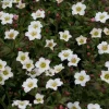 Saxifraga - Hagesildre miks 17 cm