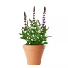 Salvia Nemorosa - Steppesalvie 13 cm