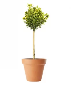 Euonymus fort.  'Emerald 'n' Gold' - Klatrebeinved 19 cm oppstammet