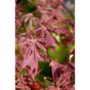 Acer palmatum 'Shaina' - Viftelønn Oppstammet 26 cm