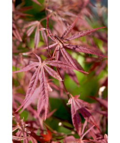 Acer palmatum 'Shaina' - Viftelønn Oppstammet 26 cm