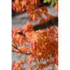 Acer palmatum 'Orange Dream' - Viftelønn 15 cm