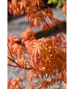 Acer palmatum 'Orange Dream' - Viftelønn 15 cm