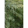 Acer palmatum 'Emerald Lace'  - Viftelønn Oppstammet 26 cm