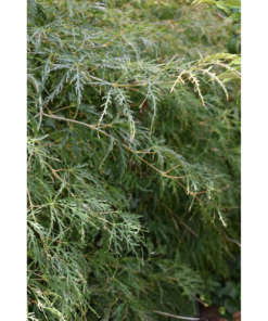 Acer palmatum 'Emerald Lace'  - Viftelønn Oppstammet 26 cm