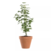 Acer palmatum 'Going Green'- Viftelønn 15 cm