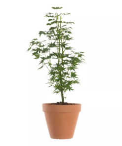 Acer palmatum 'Going Green'- Viftelønn 15 cm