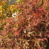 Acer palmatum 'Skeeter's Broom' - Viftelønn Oppstammet 26 cm