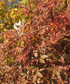 Acer palmatum 'Skeeter's Broom' - Viftelønn Oppstammet 26 cm