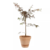 Acer palmatum 'Inaba-Shidare' - Viftelønn Oppstammet 26 cm
