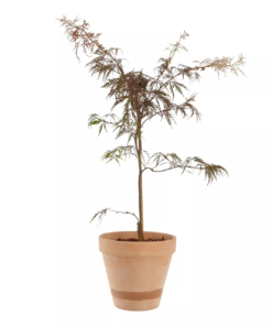 Acer palmatum 'Inaba-Shidare' - Viftelønn Oppstammet 26 cm