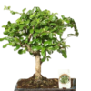 Bonsai 20 cm