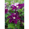 Clematis 'Warz Nikei' 15 cm