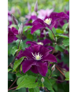 Clematis 'Warz Nikei' 15 cm