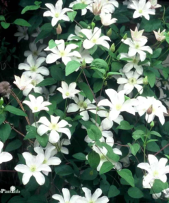Clematis Huldine 15 cm