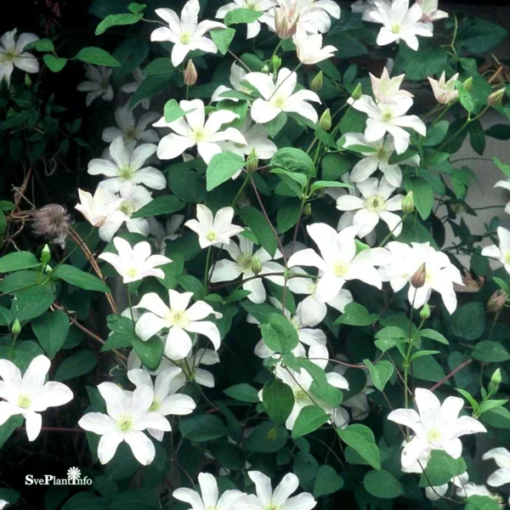 Clematis Huldine 15 cm