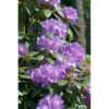 Rhododendron 'Catawbiense Grandiflorum' 34 cm