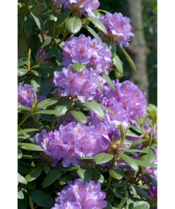 Rhododendron 'Catawbiense Grandiflorum' 34 cm