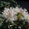 Rhododendron caucasium 'Cunningham's White' 34 cm