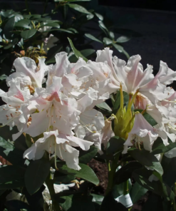 Rhododendron caucasium 'Cunningham's White' 34 cm