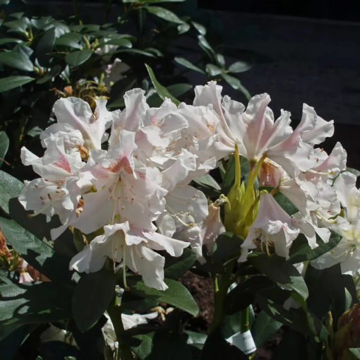 Rhododendron caucasium 'Cunningham's White' 34 cm