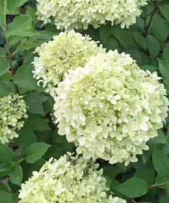 Hydrangea paniculata - Syrinhortensia 'Limelight' 19 cm