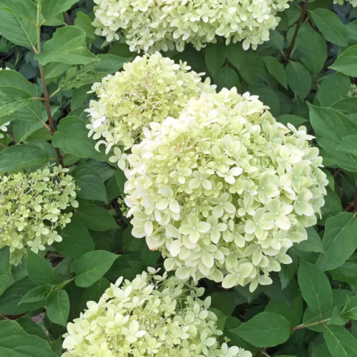 Hydrangea paniculata - Syrinhortensia 'Limelight' 19 cm