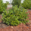 Prunus laur. 'Etna' - Laurbærhegg 17 cm