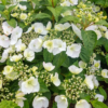 Hydrangea 'Runaway Bride' 19 cm