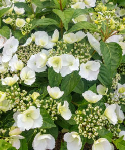 Hydrangea 'Runaway Bride' 19 cm