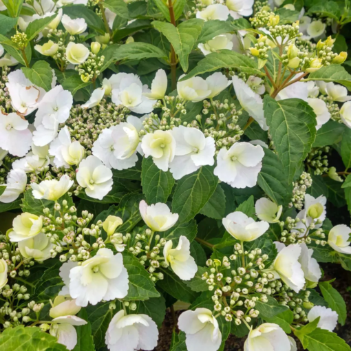 Hydrangea 'Runaway Bride' 19 cm
