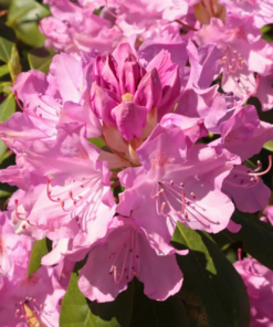 Rhododendron 'Roseum Elegans' 17 cm