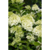 Hydrangea paniculata - Syrinhortensia 'Little Lime' 19 cm