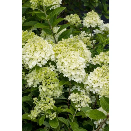 Hydrangea paniculata - Syrinhortensia 'Little Lime' 19 cm