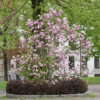 Magnolia Liliiflora 'Nigra' -  Praktmagnolia 23 cm