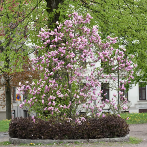 Magnolia Liliiflora 'Nigra' -  Praktmagnolia 23 cm