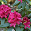 Rhododendron 'Nova Zembla' 34 cm