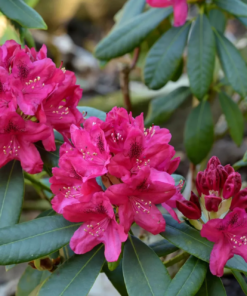 Rhododendron 'Nova Zembla' 34 cm