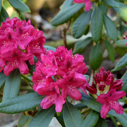 Rhododendron 'Nova Zembla' 34 cm